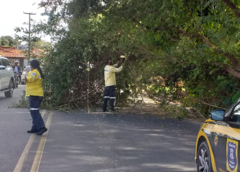 Árvore cai, fecha avenida e para trânsito na zona Norte de Teresina